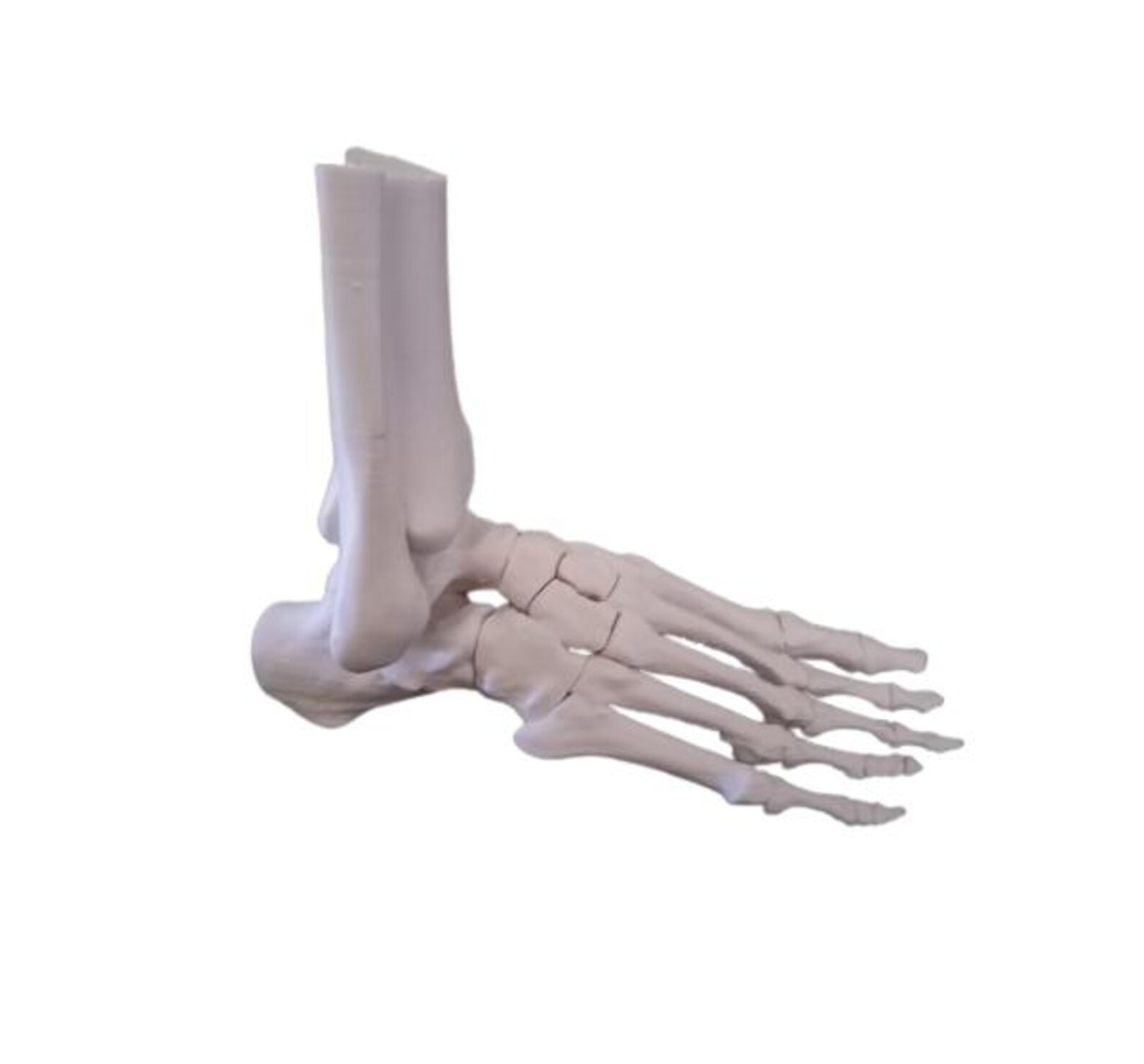 Full-size Anatomical Skeleton right Foot STL File to 3d Print, for ...