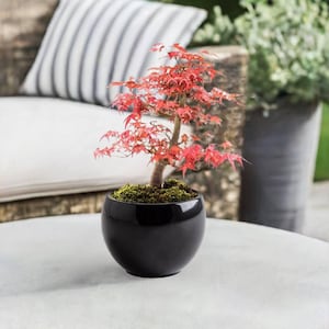 Puede incluir: Un pequeño bonsái con hojas rojas vibrantes en una maceta de cerámica negra brillante. El tronco del árbol es de color marrón claro y el suelo está cubierto de musgo verde. La maceta está sobre una superficie blanca, con un cojín a rayas en el fondo.