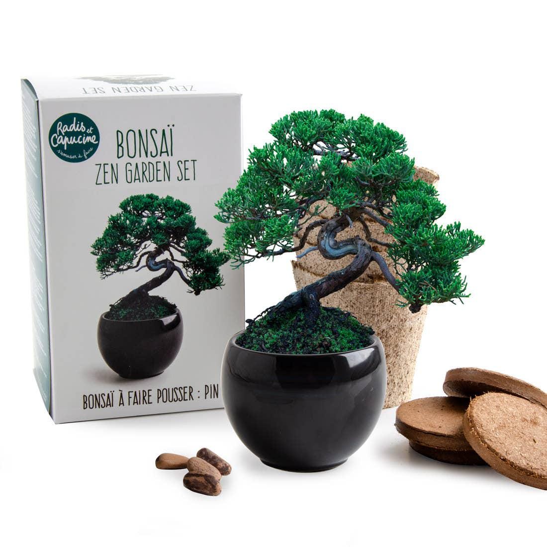 bonsai chinesische ulme pflege Chinesische Ulme im Rundtopf