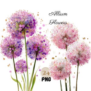 Watercolor Allium Flower Clipart: Pink, Purple, & White Floral PNGs (Digital Download)