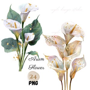 Pacote com 24 clipart de flores de lírio-de-arum em aquarela PNG | Gráficos florais elegantes em branco | Detalhes dourados | Uso comercial, florais de casamento com haste