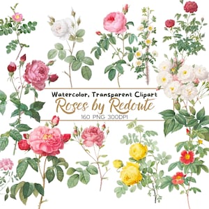 ROSEN 160 PNG Aquarell handgemalt von Redoute, Blumen Clip Arts, antike Rosen Zeichnungen, kommerzielle Nutzung, bündeln, digital transparent