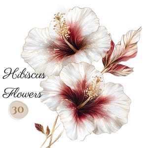 30 PNG HIBISCUS Gold Flower clip arts (300 dpi, uso comercial, pacote, digital transparente, aquarela, tinta a álcool) contorno dourado