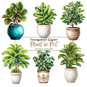 28 imágenes PNG de plantas en maceta / 28 imágenes PNG de vegetación de interior transparente / Plantas de interior de acuarela para calcomanías, sublimación, arte mural.