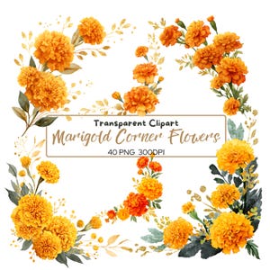 May include: Watercolor clipart featuring vibrant orange marigold corner flowers with green leaves and gold accents. The text reads "Transparent Clipart Marigold Corner Flowers 40 PNG 300DPI".