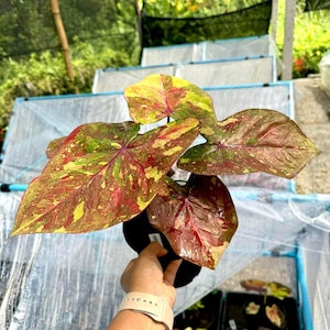 Caladium-Glühbirne.