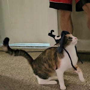 May include: A calico cat wearing a black and white hat with a curved brim. The cat is sitting on a light brown carpet, with its tail extended. The cat is looking up and to the right.