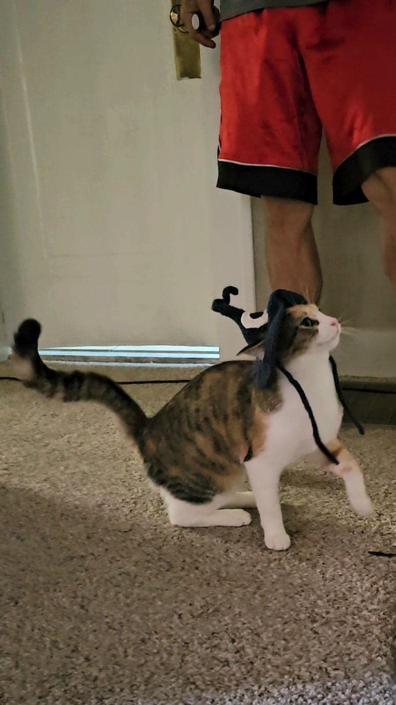 May include: A calico cat wearing a black and white hat with a curved brim. The cat is sitting on a light brown carpet, with its tail extended. The cat is looking up and to the right.