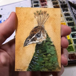 ACEO Original Watercolor, Peacock, regalo per gli amanti degli uccelli, pittura in miniatura