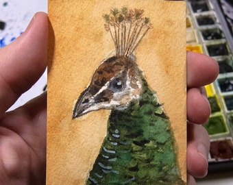 ACEO Original Watercolor, Peacock, gift for bird lovers, miniature painting
