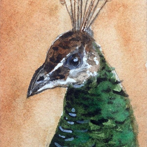 STAMPA ACEO, pavone, regalo per gli amanti degli uccelli, pittura in miniatura