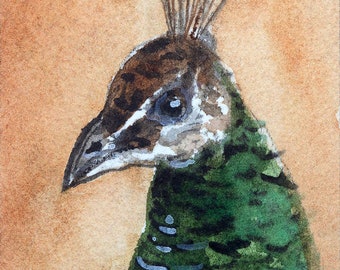 ACEO PRINT, Peacock, gift for bird lovers, miniature painting