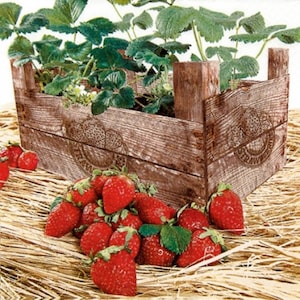 4-delige servetten voor decoupage, set van 4 papieren servetten, 33 x 33 cm, servet - aardbeien en doos, rood fruit in doos, aardbei, servet