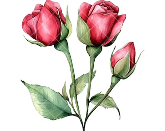 Watercolor Rose Bud Clipart Set: Floral PNG Illustrations (Digital Download)