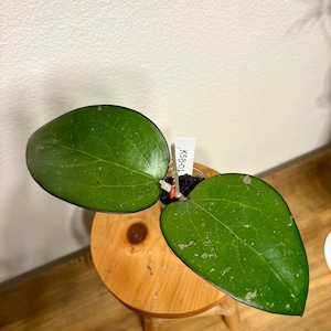 Hoya KSB01
