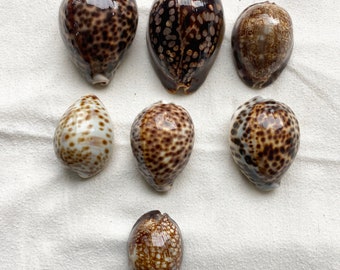 Collection of 7 large Cowrie shells 3.5"-2.5"