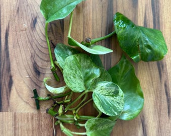 Pothos Cuttings