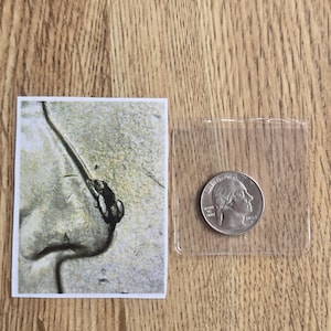 May include: A silver quarter coin in a clear plastic holder next to a small printed image of a coin detail. The coin shows a profile of a person. The background is a light brown wood grain.