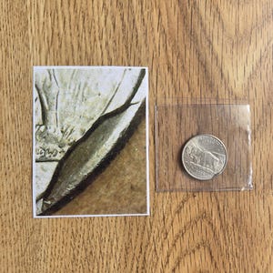 2006 Error Quarter Cud Die Break on Reverse: Includes Coin and Laminated Card