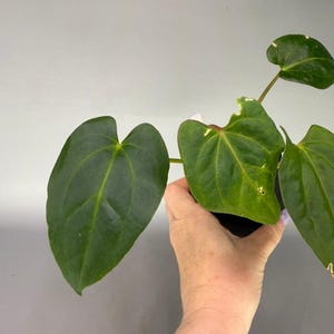 Anthurium Zara X Anthurium Michelle - Etsy
