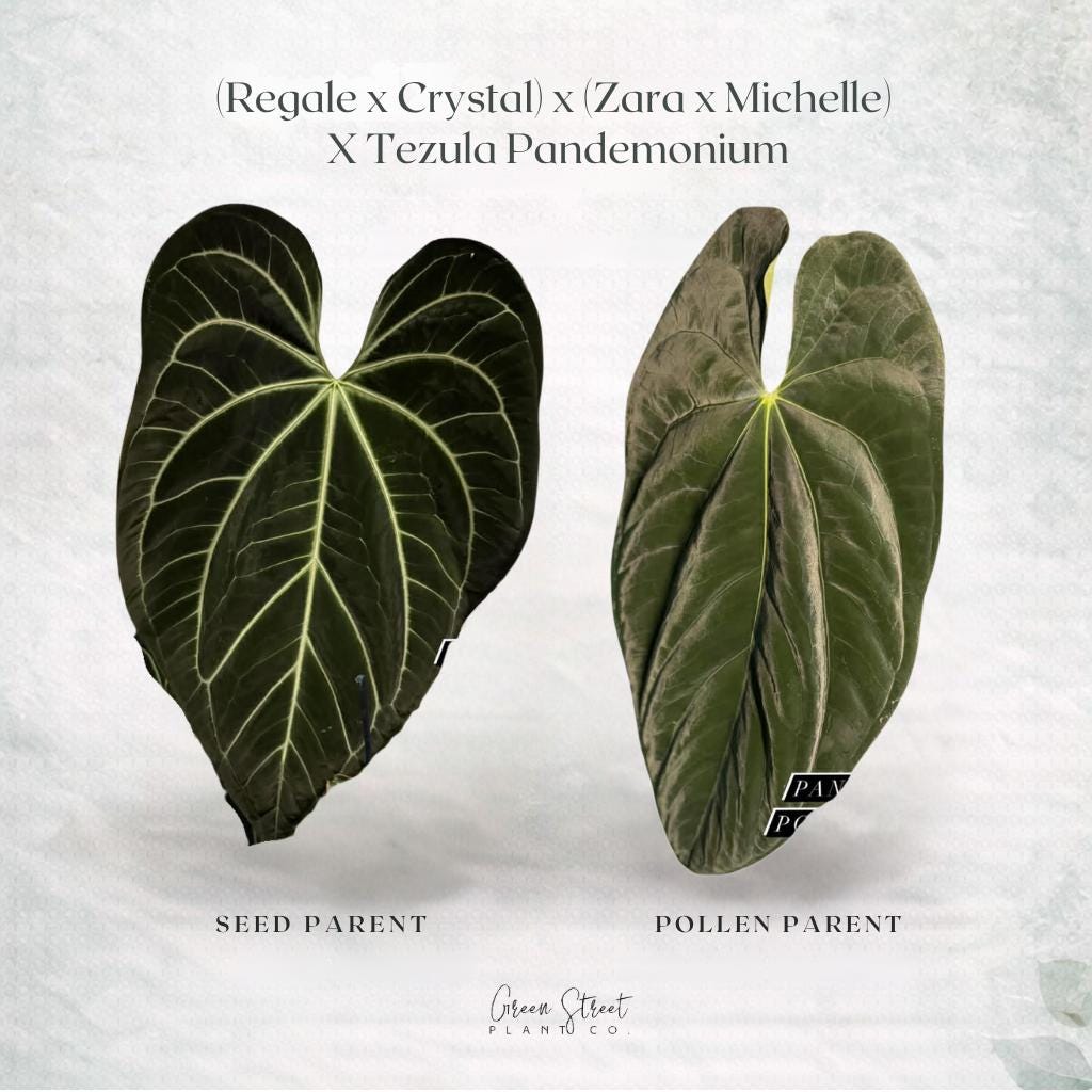 Anthurium Zara X - Etsy
