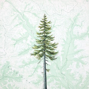 Douglas Fir Art, Douglas-fir tree art painting print, pine tree mountain illustration, evergreen forest, wilderness mountain drawing image 1