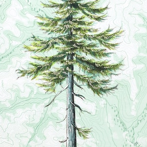 Douglas Fir Art, Douglas-fir tree art painting print, pine tree mountain illustration, evergreen forest, wilderness mountain drawing image 2