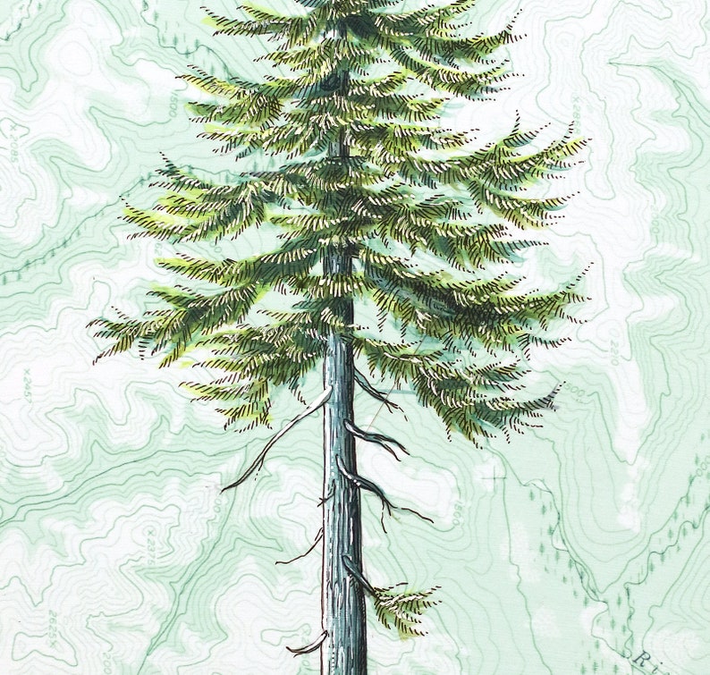 Douglas Fir Art, Douglas-fir tree art painting print, pine tree mountain illustration, evergreen forest, wilderness mountain drawing image 2