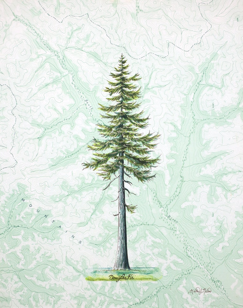 Douglas Fir Art, Douglas-fir tree art painting print, pine tree mountain illustration, evergreen forest, wilderness mountain drawing image 1