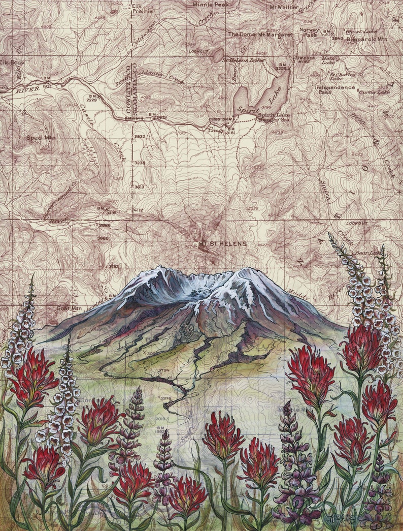 Mt St Helens Wildflowers, Mount Saint Helens painting print Mountain illustration, Washington volcano mountain print, mountain topo map art image 1