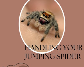 May include: Digital download ebook cover with a close-up of a jumping spider. The spider is in a white circle on a brown background. Text includes "DIGITAL DOWNLOAD", "HANDLING YOUR JUMPING SPIDER", "EBOOK PDF 7 PAGES", and "EXPERIENCED HANDLER".
