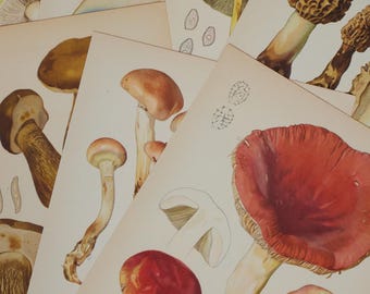 Vintage 1954 Mushroom Lithograph Prints 1950's Ephemera