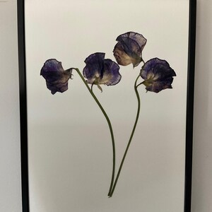Pressed Real Sweet Peas Flowers A4 Black Framed Botany Floral Art Wall Decor