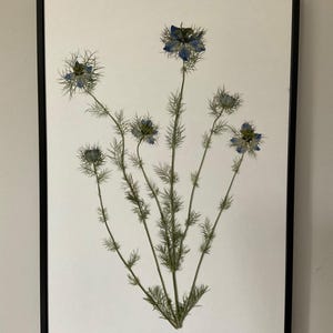 Pressed Real Nigella Flowers Original A3 Framed Wall Art Picture Botany