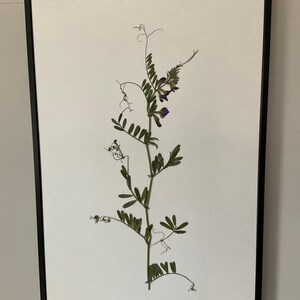 Pressed Real Common Vetch Flower A3 Framed Art Decor Wall Hanging Botany