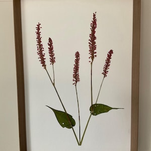 Pressed Real Persicaria Flowers A3 Wood Framed Botanic Botany Wall Art Decor