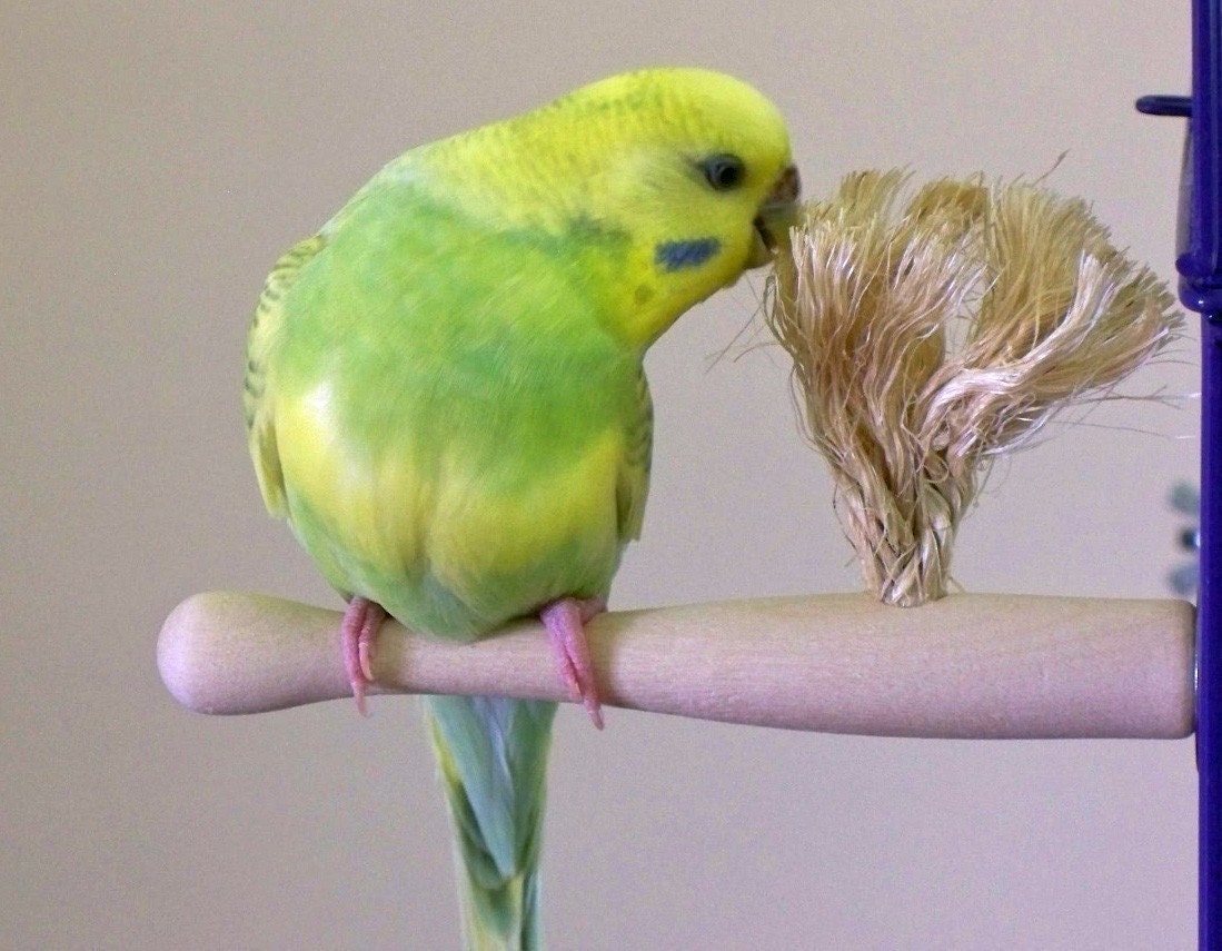 Parakeet Size Therapeutic Preening Perch small bird toy Etsy