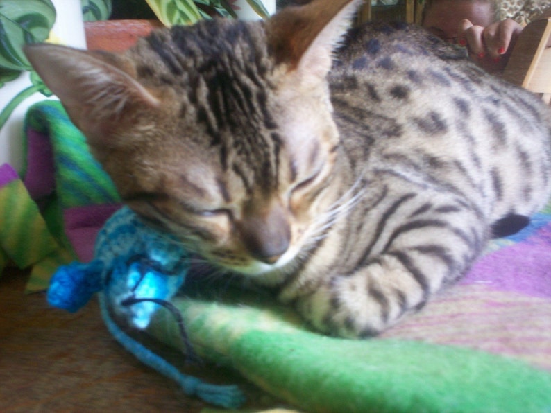 Knit Catnip Mouse Cat Toy in Bright Blue Striped Cotton Yarn Etsy