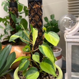14-Inch Plant Support Pole – Moss Pole for Indoor Plants