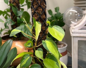philodendron wizard Philodendron 'White Wizard' 4