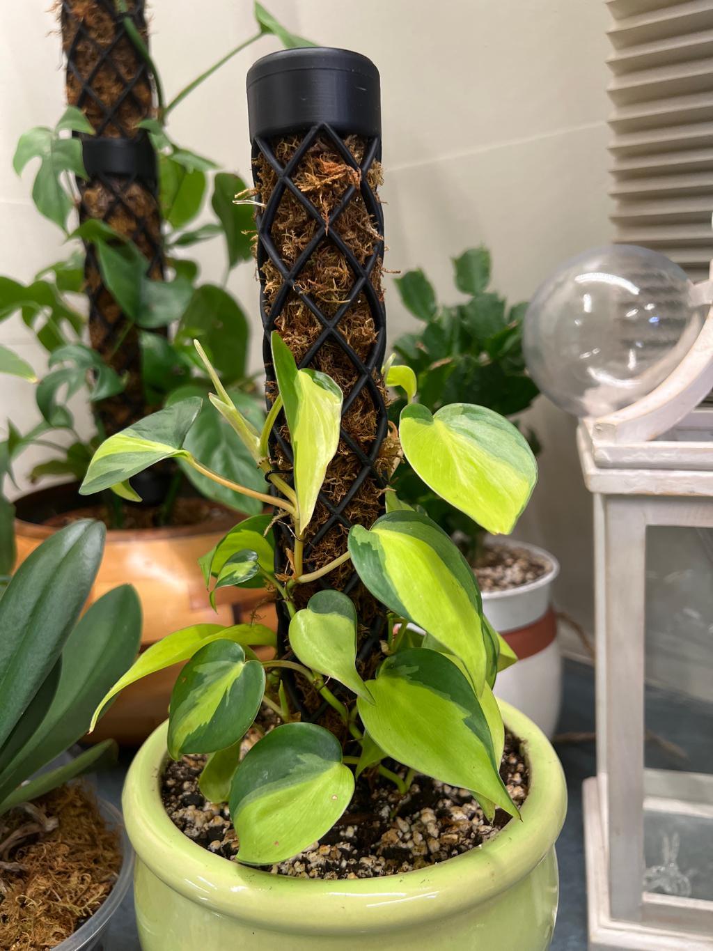 Philodendron on Moss Pole - Etsy