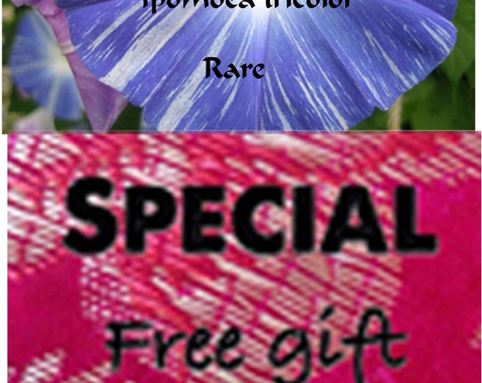 Morning Glory Seeds - "Flying Saucers" Ipomoea tricolor, Buy 3 get 1 Free, FREE gift