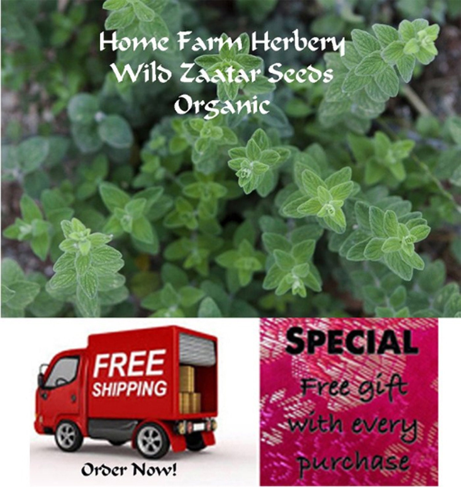 Order The Best Heirloom Zaatar Wild Oregano Seeds Now With Free Shipping And A Free Gift