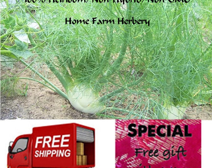 Fennel Vegetable (Bulb) Heirloom Seeds, Order now, FREE shipping, FREE gift