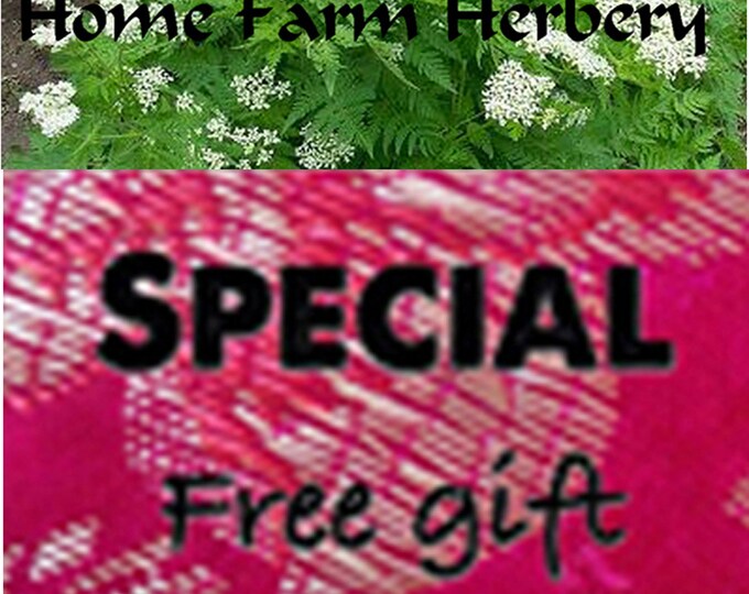 Anise Hyssop, Medicinal Herb Seeds (Non-Hybrid/Non-GMO) special sale, reduced price, a free gift included.