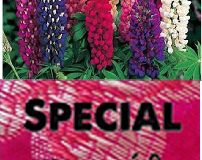 Order Lupines Russell Wildflower Heirloom Seeds now and get a free gift.