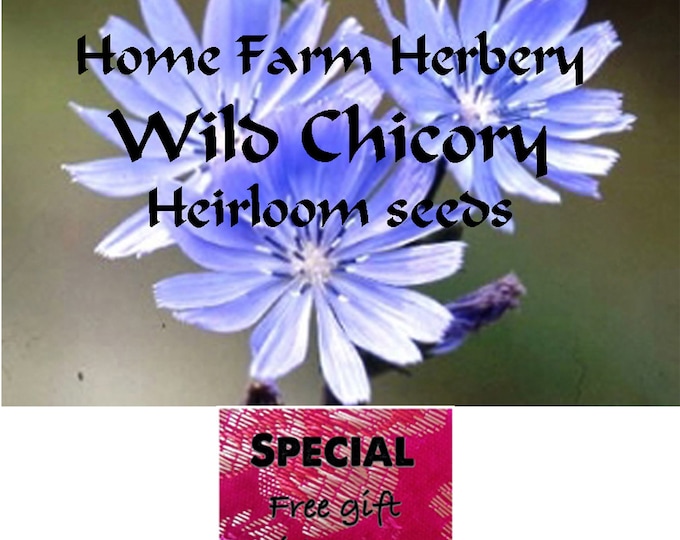 Wild Chicory Heirloom seeds, Order now, FREE gift, Buy 3 Get 1 FREE