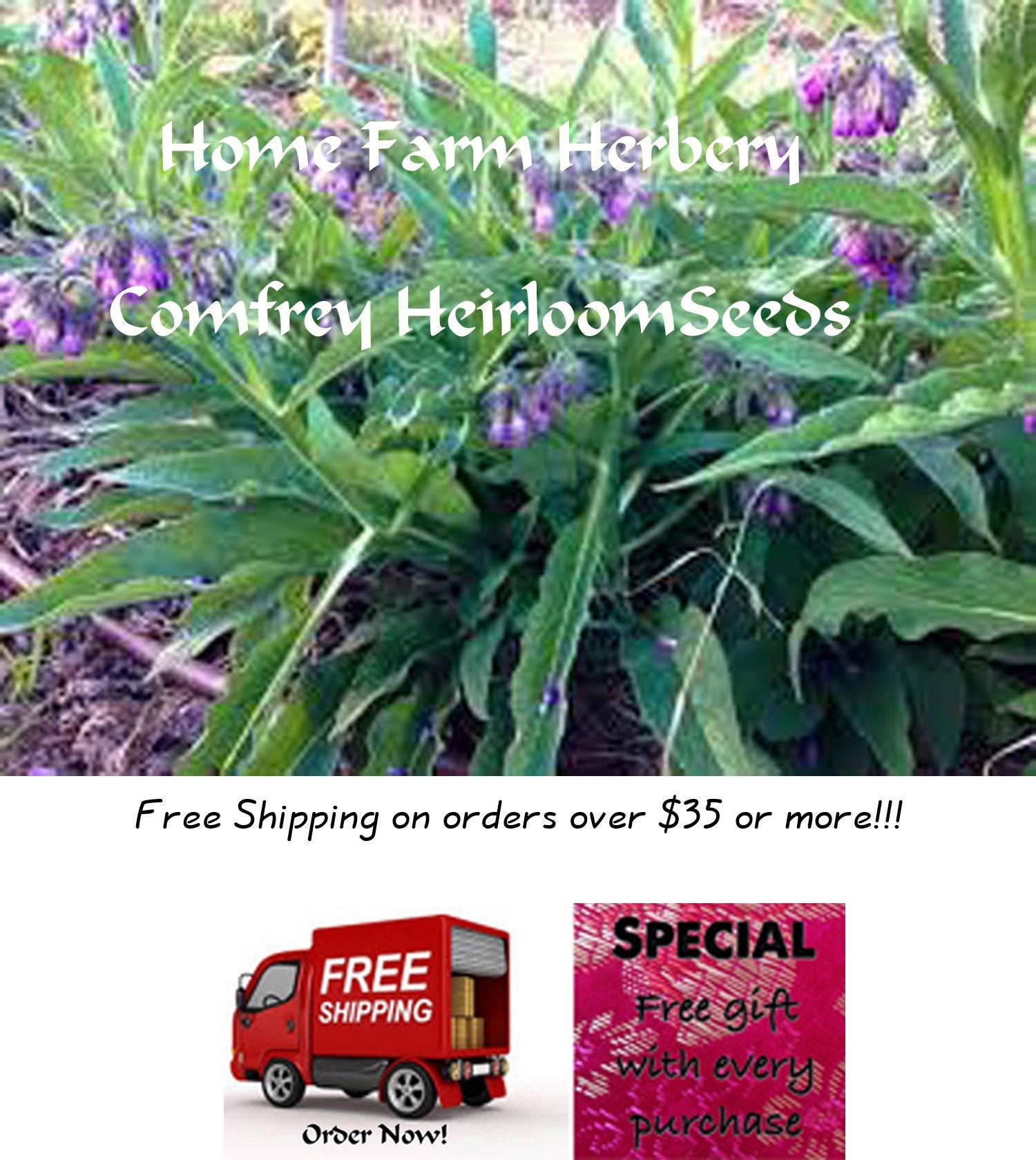 Order Comfrey Seeds now special sale reduced price a free Etsy