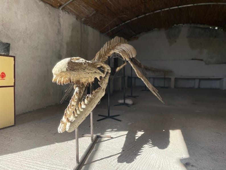 The plesiosaurs skeleton