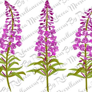 May include: Three pink fireweed flowers with green stems and leaves. The flowers are in bloom and have multiple petals.